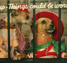 Chihuahua Dogs Dress Up Cute Cheer Up Vintage Postcard