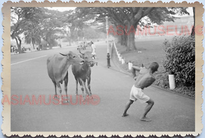 40s Bullock Cart Oxen Little India Street Man Rickshaw Old Singapore ...