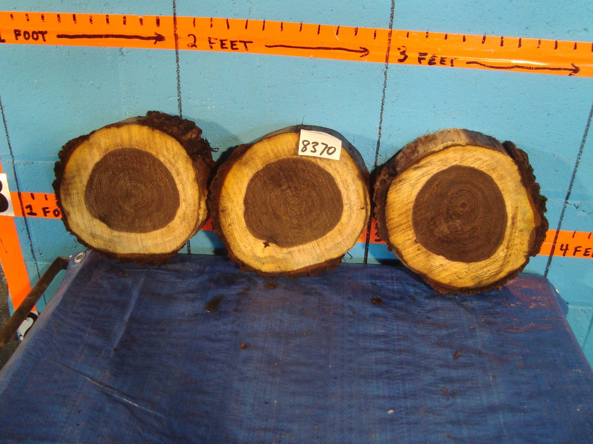 Walnut Tree Section Black Walnut Cross Section Diagrammatic Anatomy Of Walnut Fruit. (A)