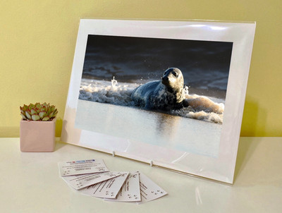 Kunstdruck Bild Bild Foto Fotografie: Kegelrobbe Tier Tier Tierwelt Natur Meer
