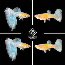 10 Pair - Guppy    Albino Blue Topaz HM    Live Tropical Fish Grade A 