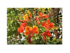 20x Caesalpinia pulcherrima Red Pfauenstrauch Pflanzen - Samen ID70