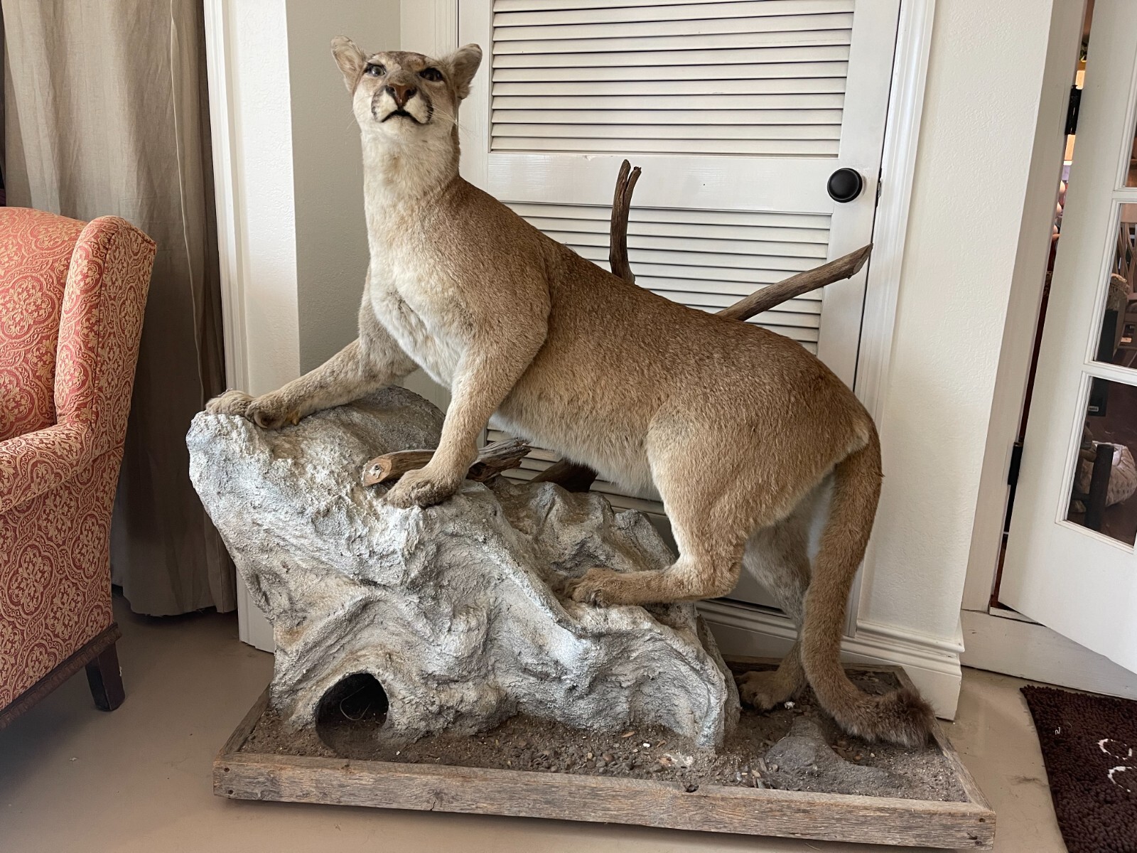 taxidermy mounts eBay
