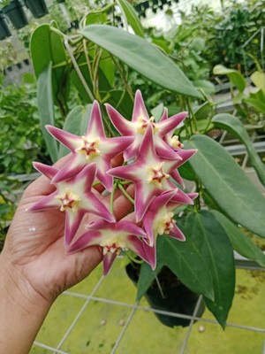 Hoya Stenaokei Pink Sp Papua Rare Tropic Plant