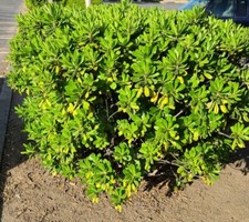 1 Young Tree 2'-2.5' Australian Laurel - Japaneese Cheesewood - Pittosporum