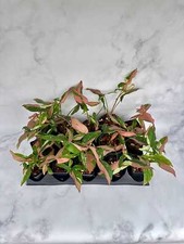 Rare Variegated Red Spot Tricolor Syngonium Plant - Rooted Houseplant Gift for 