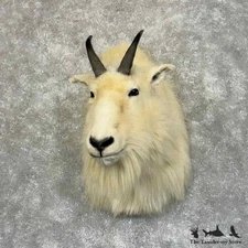 #31209 P | Mountain Goat Taxidermy Shoulder Mount For Sale