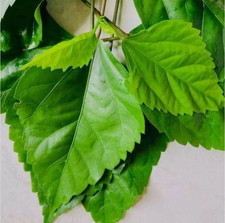 100 Organic Hibiscus Gudhal Leaves   Herbal Tea for Natural Health Boost