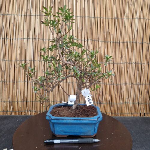 Bonsai di Azalea h 35cm Visita il mio negozio!