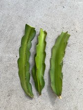 3pcs Dragon Fruit Fresh Cutting 8  White Pitaya Cactus Cutting Ready To Plant