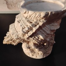 Realistic Look Seashell Candle Holder. Coastal or Beach Decor