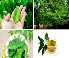 1.1lbs Natural Fresh Dried Neem Azadirachta Indica Leaves Ceylon Organic Herbal