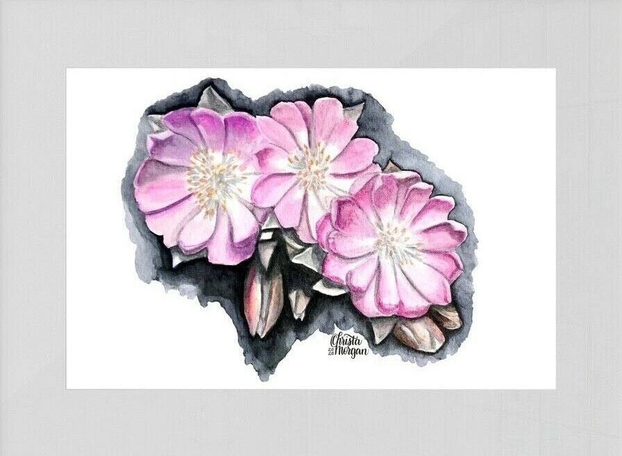 Bitterroot Flower Drawing Best Flower Site