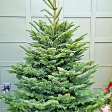 Free Shipping - Noble Fir Live Tree - 10-16" Tall