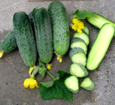 100 Seeds Cucumber ARISTOCRAT F1 South Korea NongWoo Bio gherkin             