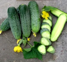 100 Seeds Cucumber ARISTOCRAT F1 South Korea NongWoo Bio gherkin семена огурец
