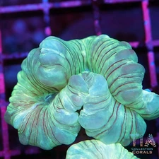 Fluffy Fox Coral - NOT WYSIWG | Live LPS Coral | Aquacultured