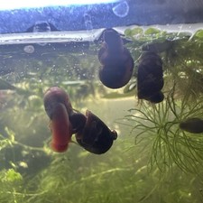 6 Live Ramshorn Snails - Buy 2 Get 1 FREE - Freshwater Aquarium Clean-Up Crew
