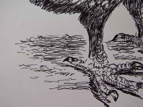 Ornithological Ink Drawing of a Dodo Extinct Bird Of Mauritius Raphus Cucullatus - Picture 11 of 21
