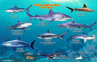 Florida Sharks & Rays Guide Laminated Fish Card by Franko Maps