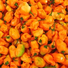 Habanero Pepper Seeds, Orange Hot, Non-GMO, Extremely Spicy, Free Shipping