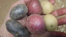 ORGANIC, MIX of 6pc - White,Red and Purple Skin Potato tubers, Solanum tuberosum