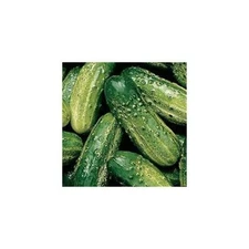 Cucumber Pickling SMR 58 Great Heirloom Vegetable By Seed Kingdom 1/4 Lb Seeds