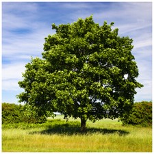 10 Field Maple Hedging, Native Trees Acer Campestre 40-60cm Plants,Autumn
