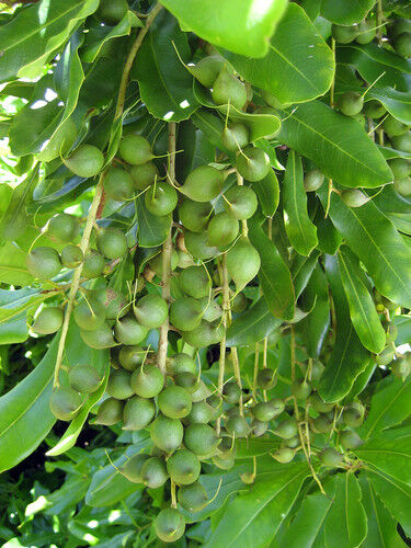 Huile de Macadamia Bio Vierge Pure 50 ml - Photo 1/1