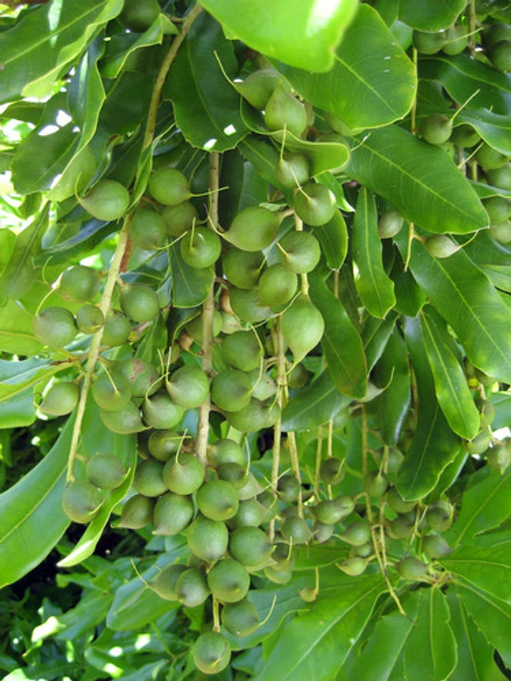 Huile de Macadamia Bio Vierge Pure 50 ml