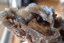 Fossil Oyster Shell Geode Botryoidal Fluorescent Specimen FL Rare Marine O17