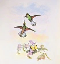 Gould GREY STRIPETAIL Hummingbirds Vintage Bird Art Print Bookplate S-55