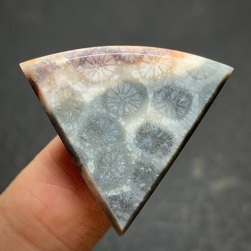 Natural Coral Fossil Cabochon 27.5x25x5.5mm High Quality 24.5 ct - Picture 2 of 5