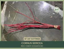 10 | Cornus sericea | Red Osier Dogwood | 10 Fresh Cuttings / Whip Bundle