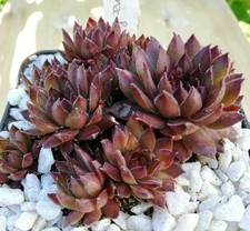 Sempervivum "Bronze Pastell" - 2x Kindel unbewurzelt Hauswurz Dachwurz Steingart