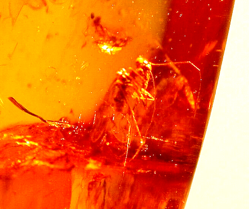 Beautiful Barklouse with 2 Gall Gnats in Dominican Amber Fossil Gemstone - Picture 2 of 10