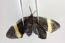 M20740. Insects, butterflies: Zygaenidae sp. South Vietnam.