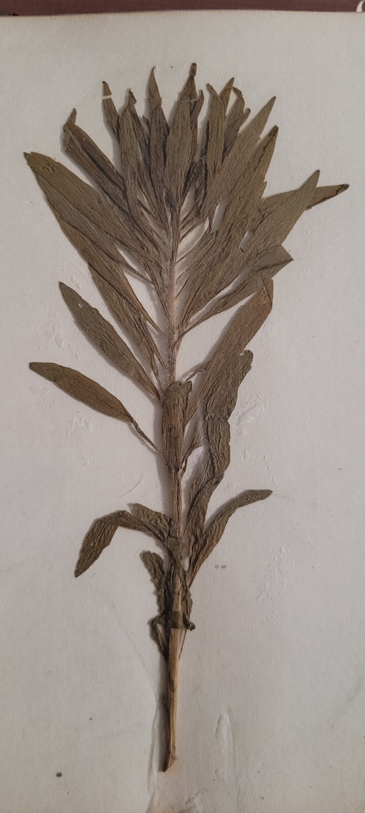3 pressed leaves from 1970's