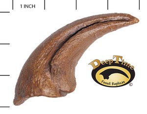 SN29A Dinosaur Claw Allosaurus Foot Claw Cast Replica Reproductions Fossils