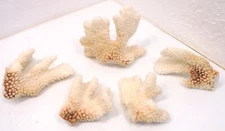 NATURAL BROWN STEM WHITE SEA OCEAN LACE FINGER CORAL REEF PIECES NAUTICAL DECOR