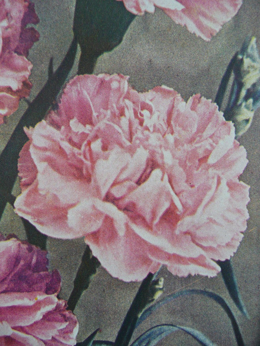 Rare Antique Original VTG Pink Carnation Flower Color Litho Art
