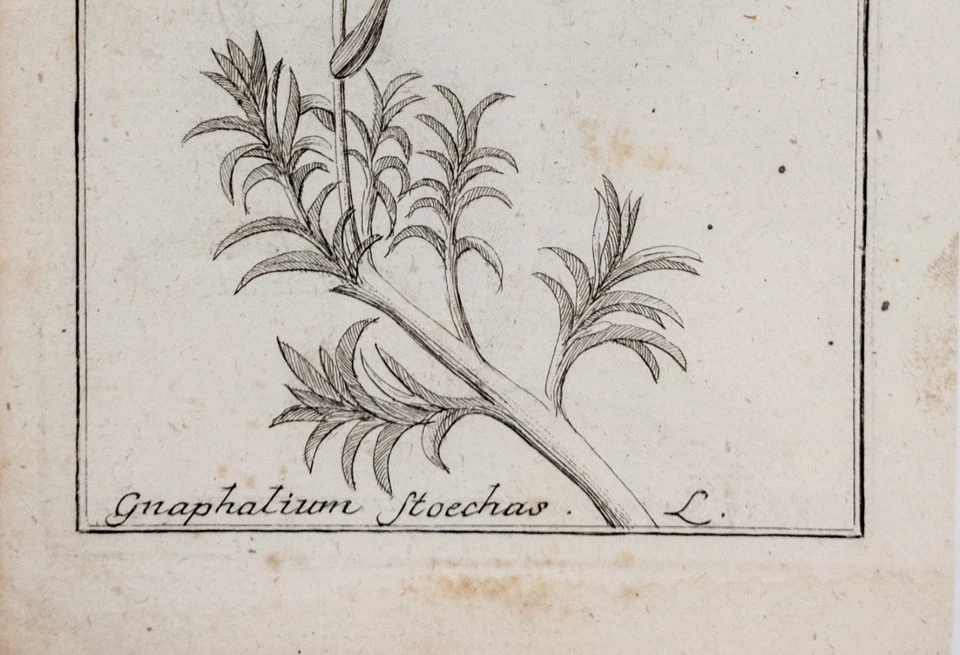 Gelbe Strohblume Kupferstich Icones Plantarum Medicinalium Zorn 1784 - Bild 2 von 4