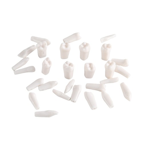 Dental All Removable Resin Teeth Model 28 pcs For Dental Teeth Model Practice - Picture 18 of 24
