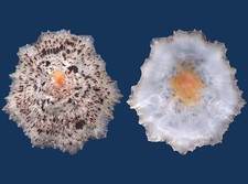 Shell Scutellastra flexuosa Seashell