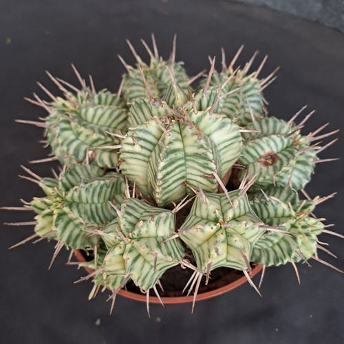 Euphorbia meloformis f. variegata panaschiert BIG PLANT ebay-P042 - Bild 8 von 16