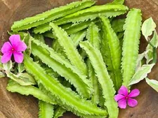 Winged Bean / Dragon Bean Đậu Rồng / Seeds (25) / HEAT TOLERANT POLE / RARE 