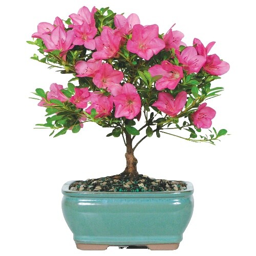 Old Brachychiton Populneus Bottle Bonsai Tree ,,,, sale | eBay