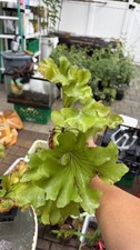 Platycerium Staghorn Fern Ridleyi Wide Frond #4