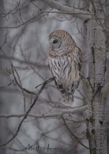 Barred Owl in Woods by Matthew Huras Fine Art Print Wildlife Bird Nature 17x23