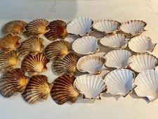 24 Large South Coast Scallop Shells (Curved)